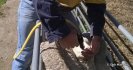 Drench resistance - a big cost that flies under the radar