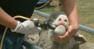 First confirmed case of resistance to new drench in Australia - what does it mean?