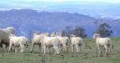How does drench resistance come about?