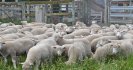 Quarantine drenching - getting it right!