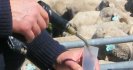 Use the right dose of drench: under and overdosing and implications for drench resistance