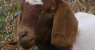 Goats, the same as sheep, but different