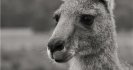 Liver fluke, Livestock and Kangaroos - can you help?