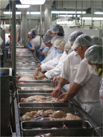 Sheep producers watching inspectors being trained. Source: Animal Health Australia.