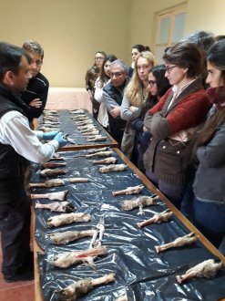 Dr Sergio Fierro instructing veterinarians in sheep foot health in Uruguay