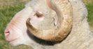 Easy steps for breeding worm resistant sheep