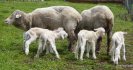 Immunity loss at lambing and kidding