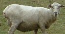 Low worm risk paddocks - do it now!