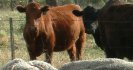 Why prepare low worm-risk paddocks?