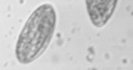 Individual or bulk worm egg counts: is there a difference?
