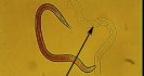 Larvae on pasture - a view from the laboratory