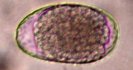 Larval cultures and 
