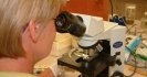 New DNA test identifies sheep worm species