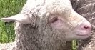 WormTest weaner lambs and kids in autumn and winter