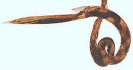 A vaccine against Barber's Pole worm - the reality gets closer