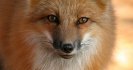 Foxes, the culprit for high levels of sheep measles in Australian sheep?