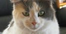 I'm crazy...not my fault, not guilty (Toxoplasmosis)