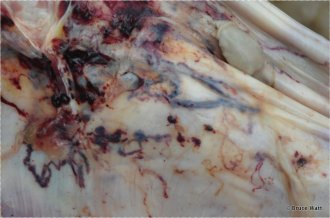 Figure 3. Haemorrhagic (‘bloody’) tracks from larval fluke migrating under the peritoneum, a sheet-like membrane in the abdominal cavity.