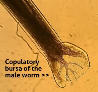 Figure 5: Tail (400x magnification). Source: Jane Lamb, Invetus.       