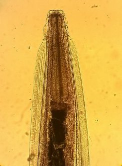 Figure 4:  Head  (400x magnification). Source: Jane Lamb, Invetus.                                          