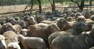The Liver Fluke Situation