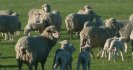 The Liver Fluke situation