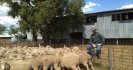 Shane Curtis, Coolah, NSW