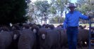 ASBVs key to worm resistance and resilience at Petali