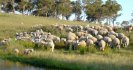 Evidence mounting for targeted worm treatment in sheep