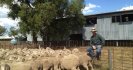 Grazing management lowers worm burden at Kurrajong Park