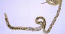 New WormBoss website delivers on the spot advice