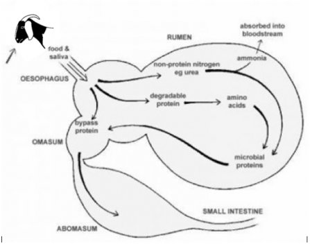 Image: Rumen and sites of digestion (Source: Professor Nick Sangster, University of Sydney)