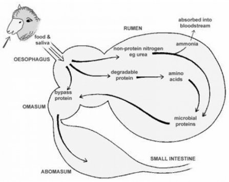 Image: Rumen and sites of digestion (Source: Professor Nick Sangster, University of Sydney)