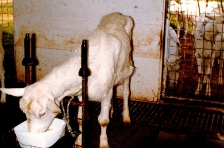 Figure 2. Saanen doe with CAE showing wasting and swollen knees. Source: Dr Sandra Baxendell.