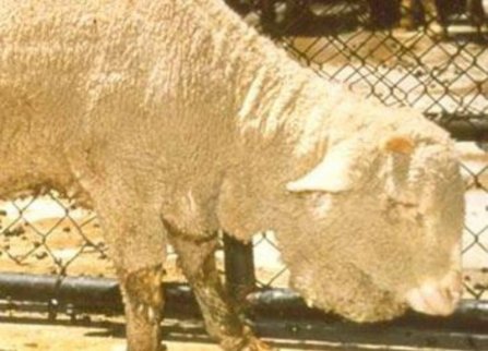 Image: Bottle jaw in sheep (Source: Dr R Woodgate, Department of Agriculture Western Australia)