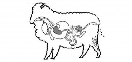 Graphic kindly supplied by Assoc Professor Nick Sangster, Charles Sturt University