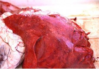 Image: Muellerius nodules in the lung of a sheep (Source: Dr R Woodgate, Deptartment of Agriculture Western Australia)