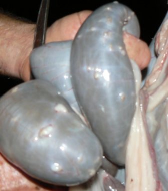 Image: Section of intestine showing nodule worms (Source: Maxine Lyndal-Murphy, Qld Dept of Agriculture and Fisheries)