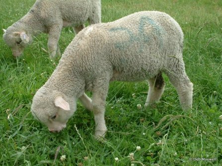 Worm infective larvae are concentrated on the pasture closest to the base of the plants.