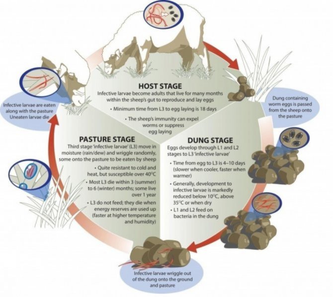 Image: The roundworm life cycle (Source: Sheep CRC)